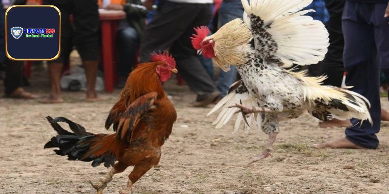 Các hình thức chọi kê tại trường đấu Long An