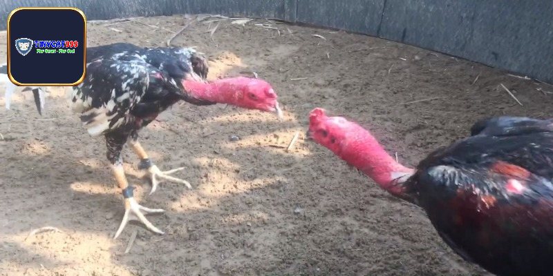 Đá Gà Nổi Tiếng Tại Việt Nam - Top Kèo Hàng Đầu Và Cách Chơi