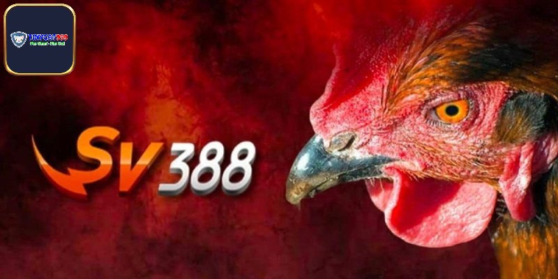 Đá gà - Sảnh chơi sôi động tại Sv388