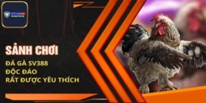 Đá Gà Sv388 - Tụ Điểm Giải Trí Hàng Đầu Thị Trường Châu Á