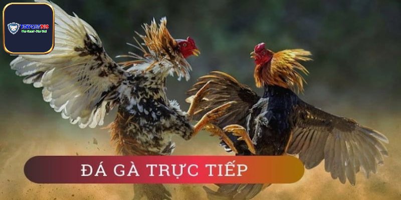 Đặc điểm nổi bật nhất của đá gà Sv388