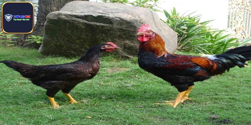 Đôi nét về gà tía là gì?