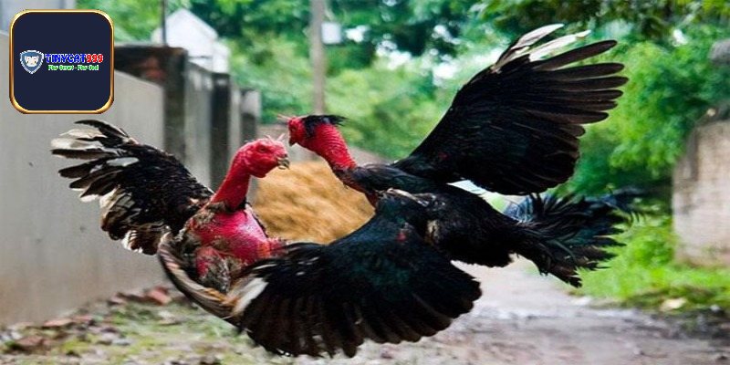 Gà cựa dao - Loại đá gà nổi tiếng hàng đầu