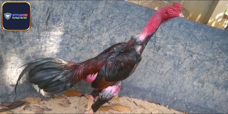 Gà Tía Là Gì? Tìm Hiểu Giống Gà Chọi Được Săn Lùng Nhiều
