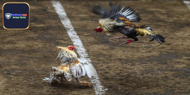 Luật chơi đá gà cựa sắt miền tây về cân