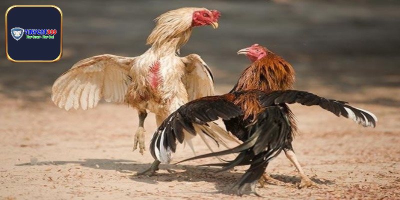 Lý do khiến chọi gà trở nên cực nổi tiếng