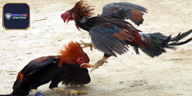 Sự linh hoạt đỉnh cao trong kèo đá gà tre