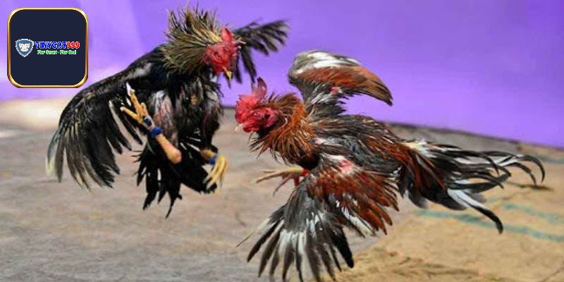 Thông tin cần biết về trường gà Long An