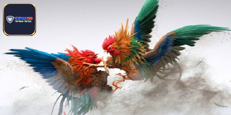 Trường Gà Long An - Trực Tiếp Cuộc Đối Đầu Đầy Kịch Tính